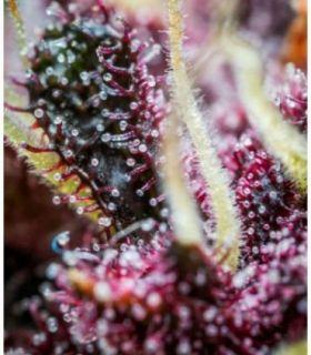 Purple Punch Auto (FastBuds)