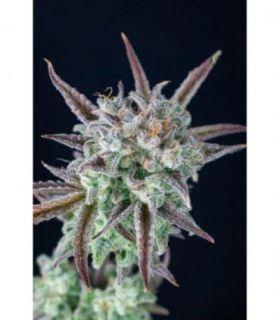 Strawberry Banana Auto by FastBuds @sporadiko.gr