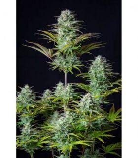 Kosher Cake Auto by FastBuds @sporadiko.gr