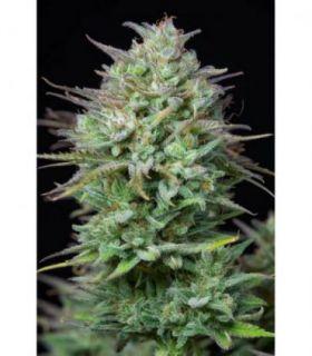 Kosher Cake Auto (FastBuds)