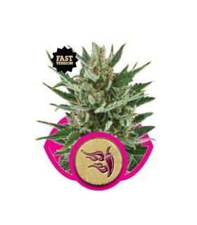 Speedy Chile FAST VERSION (RQS)