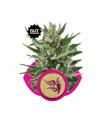 Speedy Chile Fast Version (Royal Queen Seeds)