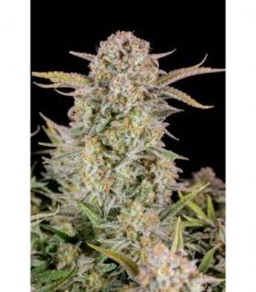 Bruce Banner Auto by FastBuds @sporadiko.gr