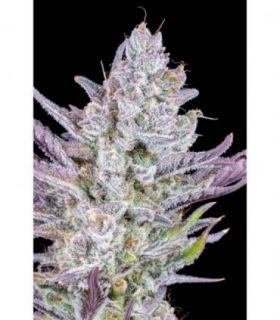 Wedding Glue Auto by FastBuds @sporadiko.gr