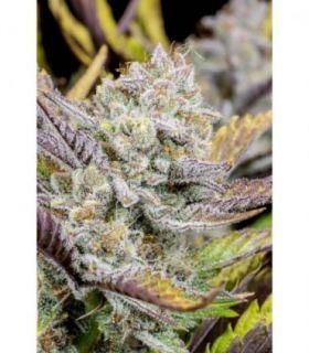 Wedding Glue Auto (FastBuds)