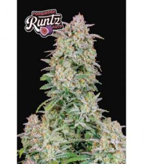 Forbidden Runtz Auto by FastBuds @sporadiko.gr