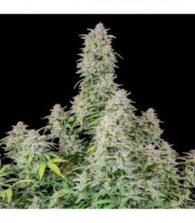 Forbidden Runtz Auto (FastBuds)