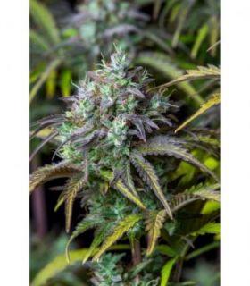 Big Bud Auto by FastBuds @sporadiko.gr