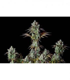 Original Big Bud Auto (FastBuds)