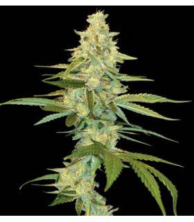 Cannalope Kush (DNA Genetics)