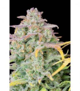 Trainwreck Auto by FastBuds @sporadiko.gr
