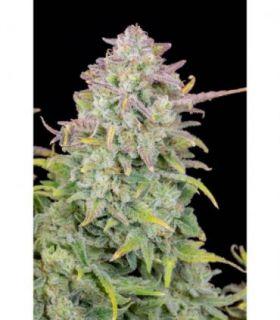 Original Trainwreck Auto (FastBuds)