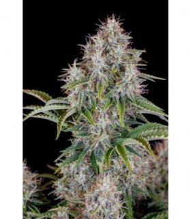 Cinderella Auto by FastBuds @sporadiko.gr