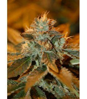 Cataract Kush (DNA Genetics)