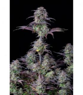 Blueberry Auto by FastBuds @sporadiko.gr