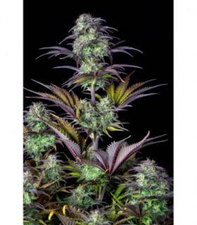 Original Blueberry Auto (FastBuds)