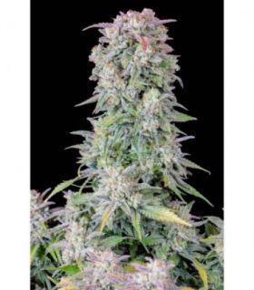 Afghan Kush Auto by FastBuds @sporadiko.gr