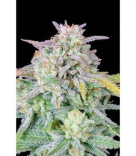 Original Afghan Kush Auto (FastBuds)