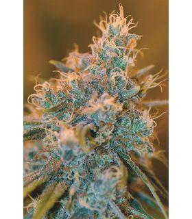 Chocolope Kush (DNA Genetics)