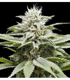 IsLand (DNA Genetics)