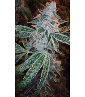 Lemon OG Kush (DNA Genetics)
