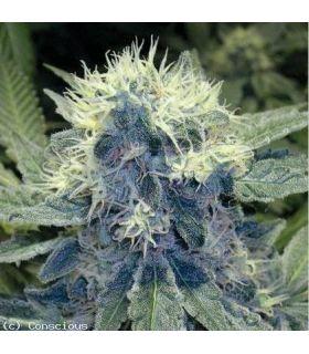 Sharksbreath (DNA Genetics)
