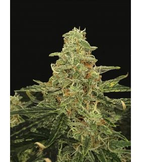 Wedding Cake Τριμηνίτικο @sporadiko.gr