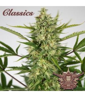 σπόροι κάνναβης Buddha Classics AK Auto @sporadiko.gr