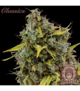 σπόροι κάνναβης Buddha Classics Amnesia @sporadiko.gr