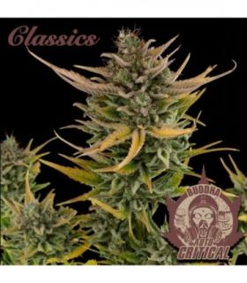 σπόροι κάνναβης Buddha Classics Critical Auto @sporadiko.gr