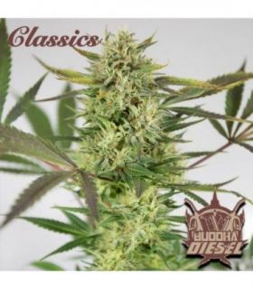σπόροι κάνναβης Buddha Classics Diesel @sporadiko.gr