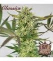 Buddha Classics Diesel (Buddha Seeds)