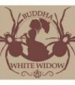 Buddha Classics White Widow (Buddha Seeds)
