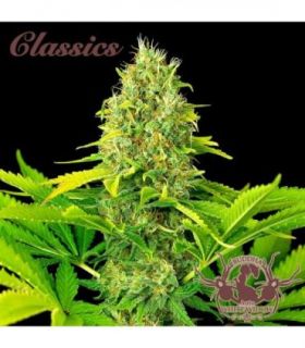 σπόροι κάνναβης Buddha Classics White Widow Auto @sporadiko.gr