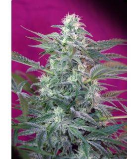 Big Foot (Sweet Seeds)