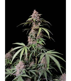 Amnesia Zkittlez (FastBuds) @sporadiko.gr