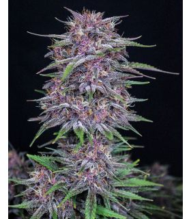 Banana Purple Punch (FastBuds) @sporadiko.gr