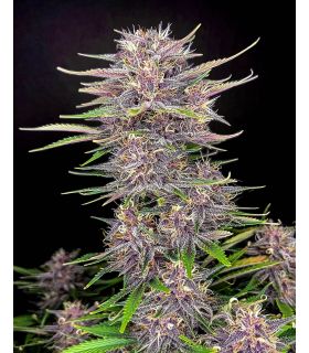 Banana Purple Punch (FastBuds) @sporadiko.gr