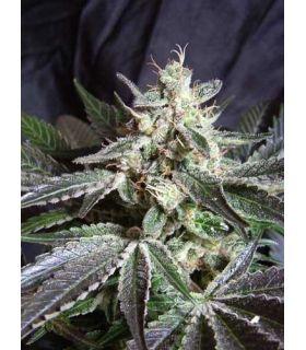 Black Jack (Sweet Seeds)