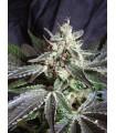 Black Jack (Sweet Seeds)