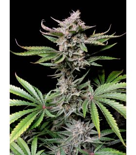 Cherry Cola (FastBuds) @sporadiko.gr