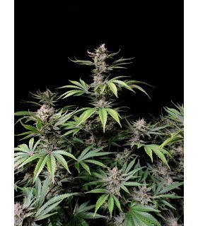 Cherry Cola (FastBuds) @sporadiko.gr