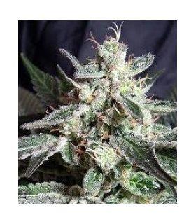 Black Jack F1 Fast Version (Sweet Seeds)