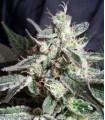 Black Jack F1 Fast Version (Sweet Seeds)