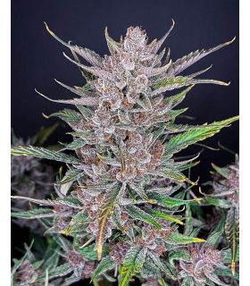 Gorilla Punch (FastBuds) @sporadiko.gr