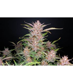 Gorilla Punch (FastBuds) @sporadiko.gr