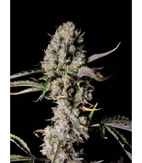 Strawberry Gorilla Auto (FastBuds)