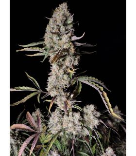 Strawberry Gorilla (FastBuds) @sporadiko.gr