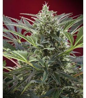 Cream 47 (Sweet Seeds)