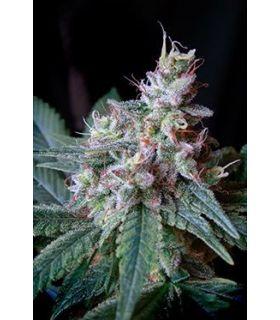 Cream Caramel F1 Fast Version (Sweet Seeds)